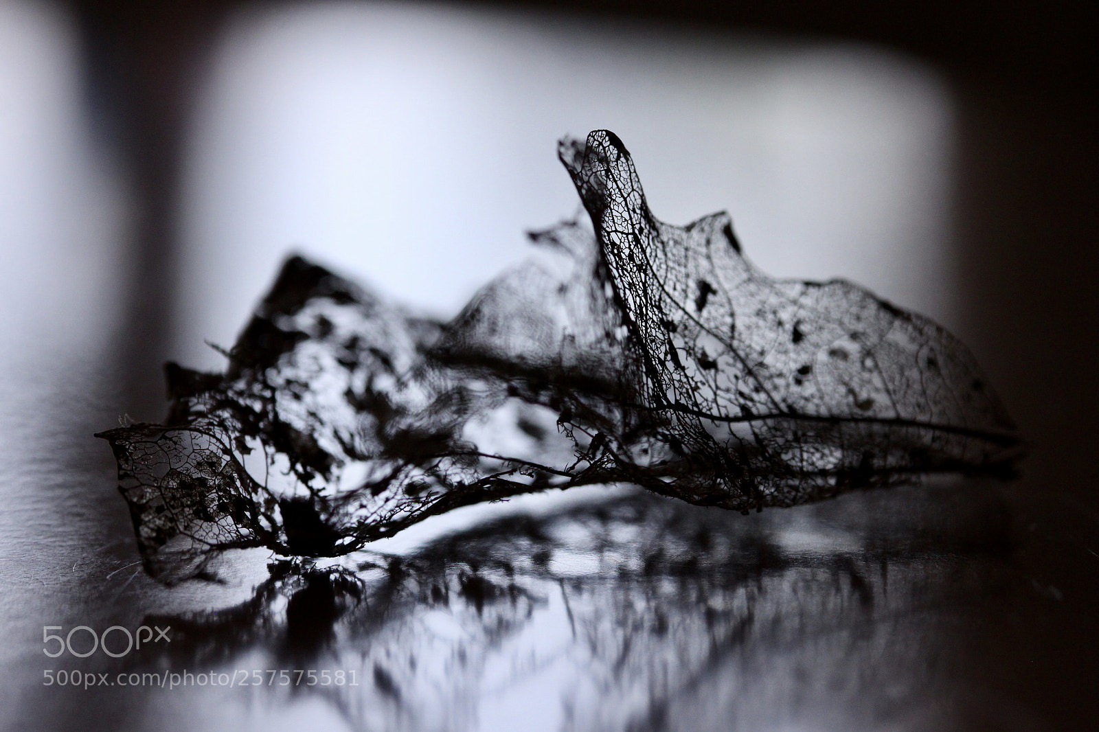 Canon EOS 500D (EOS Rebel T1i / EOS Kiss X3) sample photo. Kunst der natur i photography