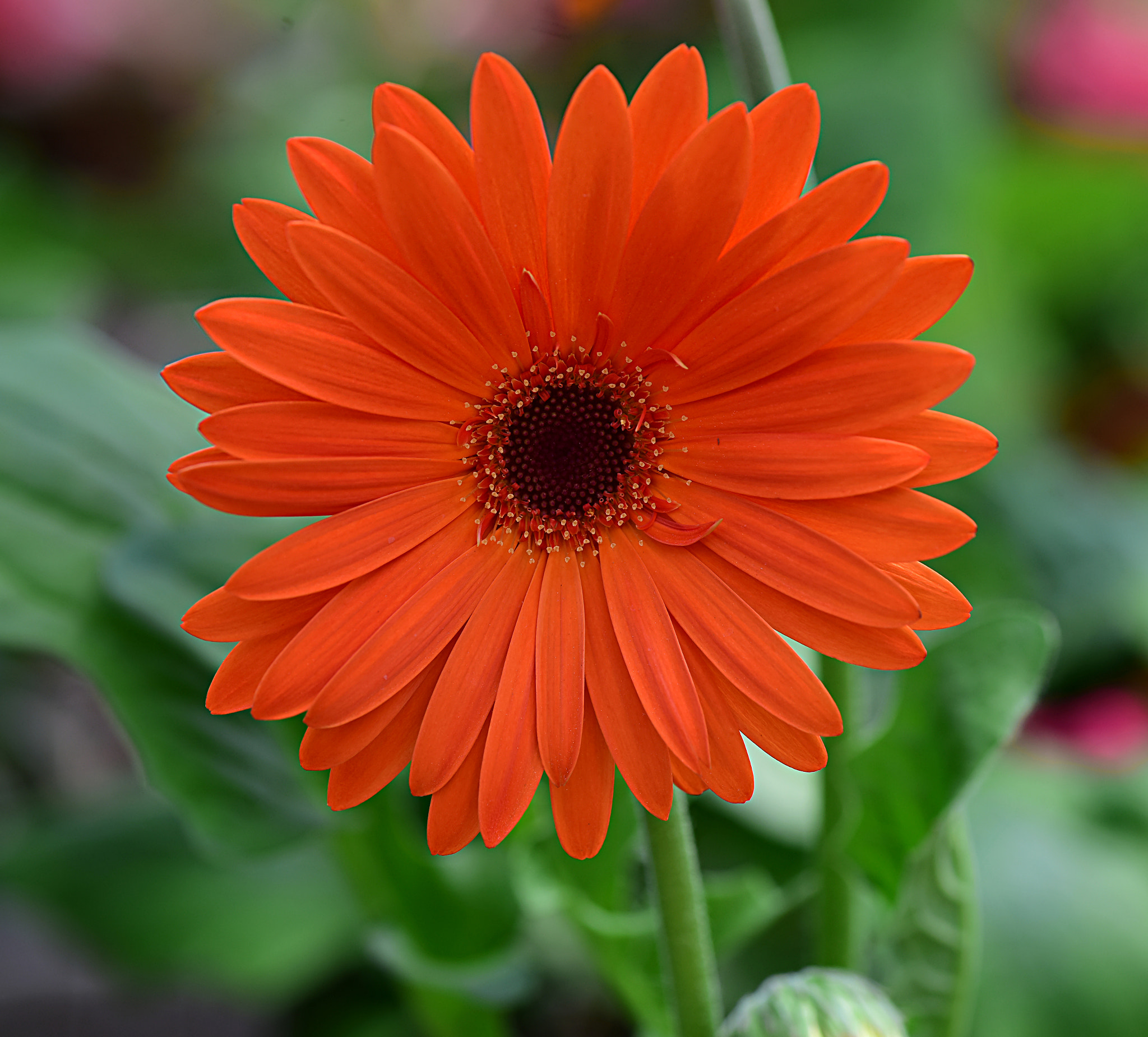 Nikon AF-S Micro-Nikkor 105mm F2.8G IF-ED VR sample photo. Orange gerber daisy photography