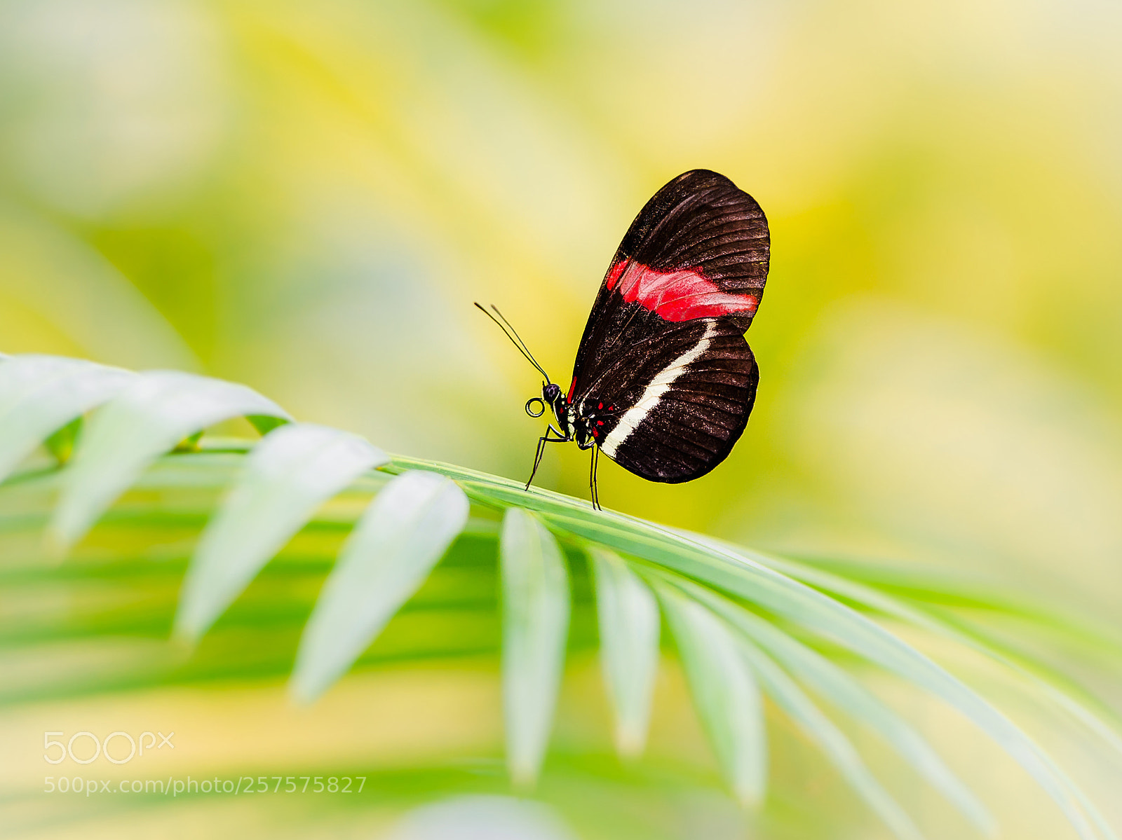 Nikon D800 sample photo. Resting photography