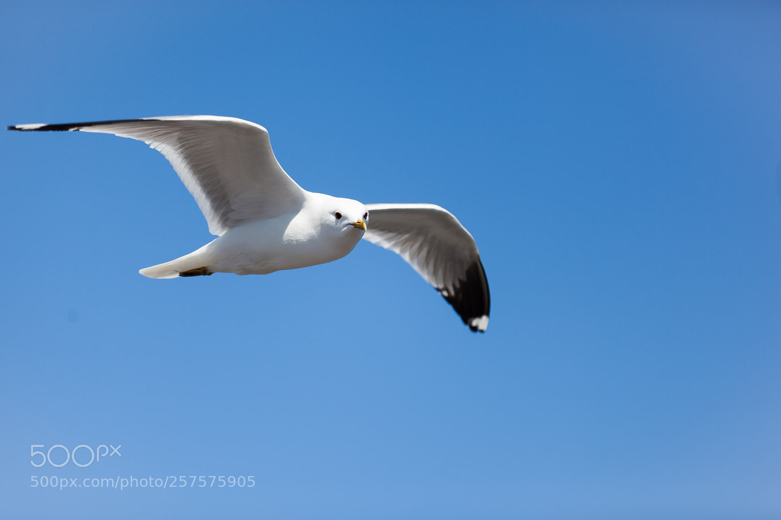 Canon EOS 5D Mark II sample photo. Seagull photography