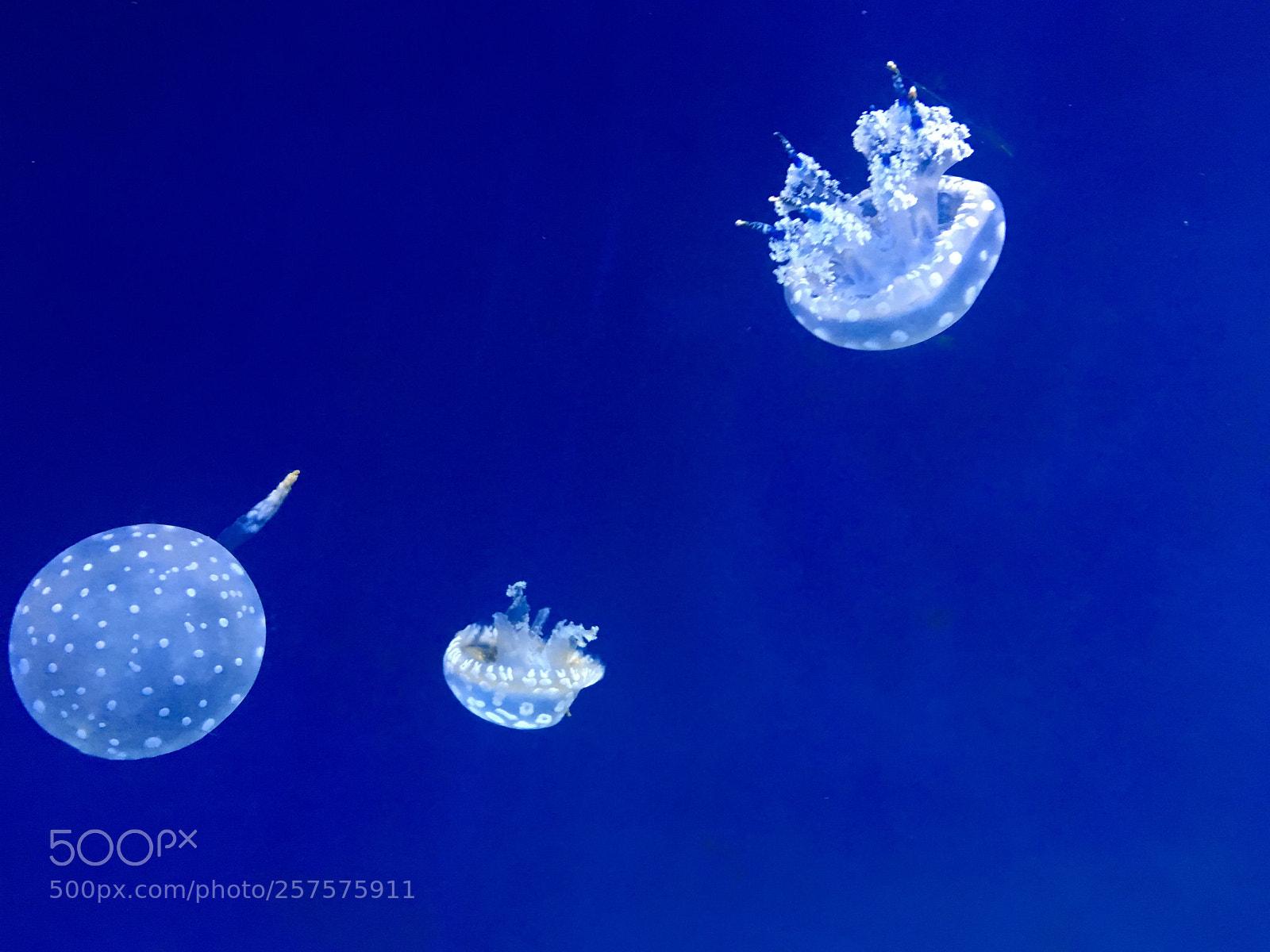 Apple iPhone 6s sample photo. Jellyfish photography
