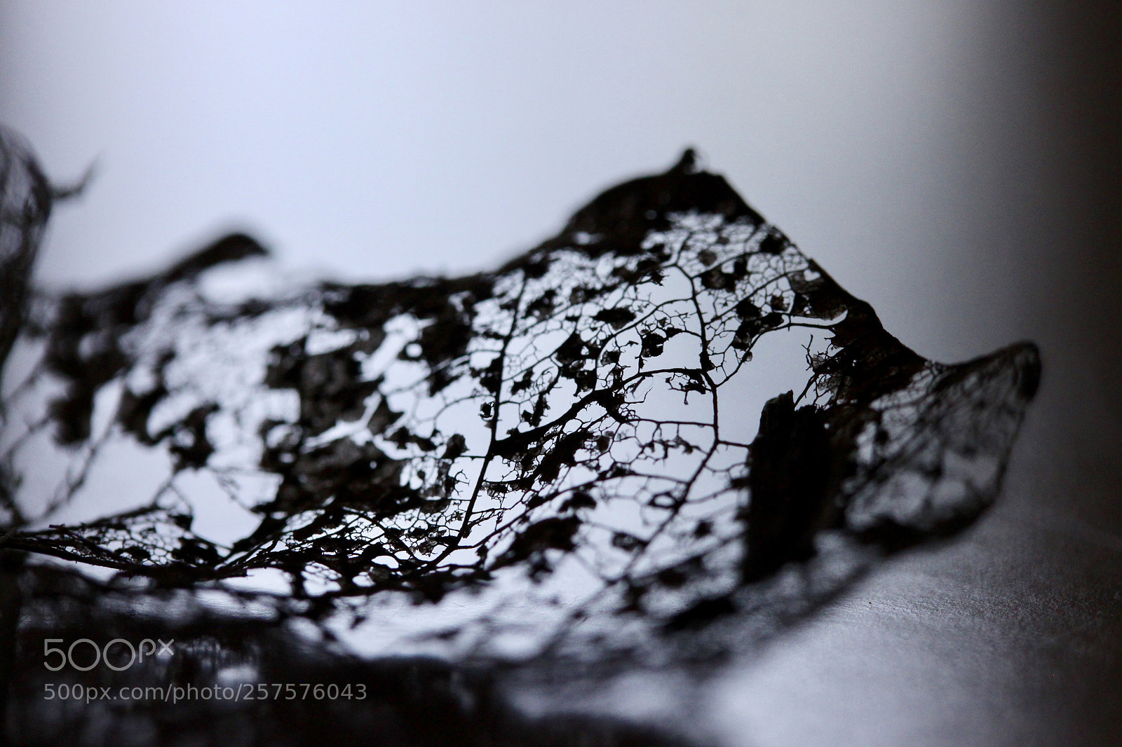 Canon EOS 500D (EOS Rebel T1i / EOS Kiss X3) sample photo. Kunst der natur ii photography