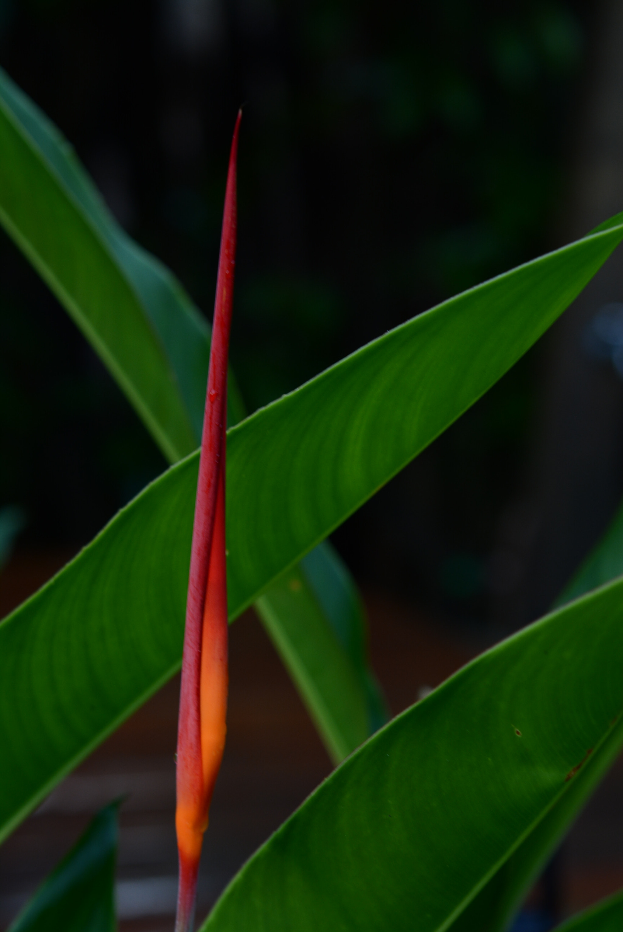 Nikon AF-S Micro-Nikkor 60mm F2.8G ED sample photo. Shapes photography