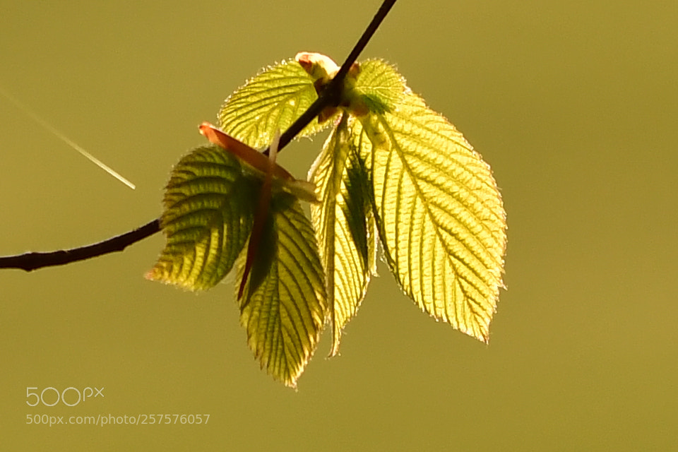 Nikon D500 sample photo. Spring photography