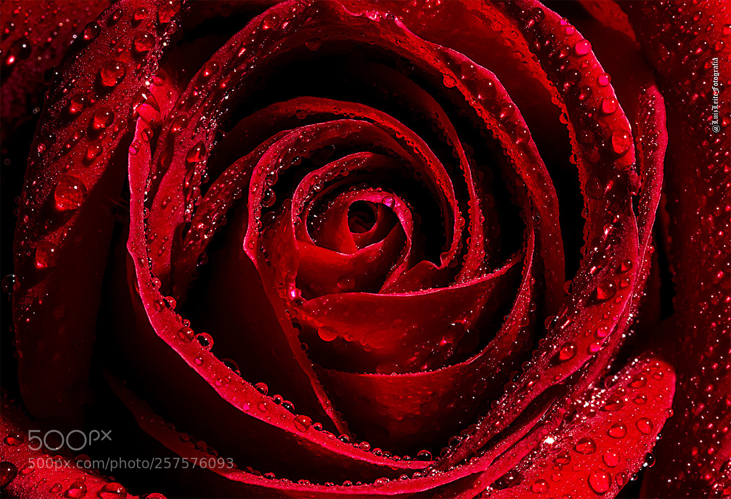Canon EOS 70D sample photo. Macro, rosas, vermelas, amarela photography