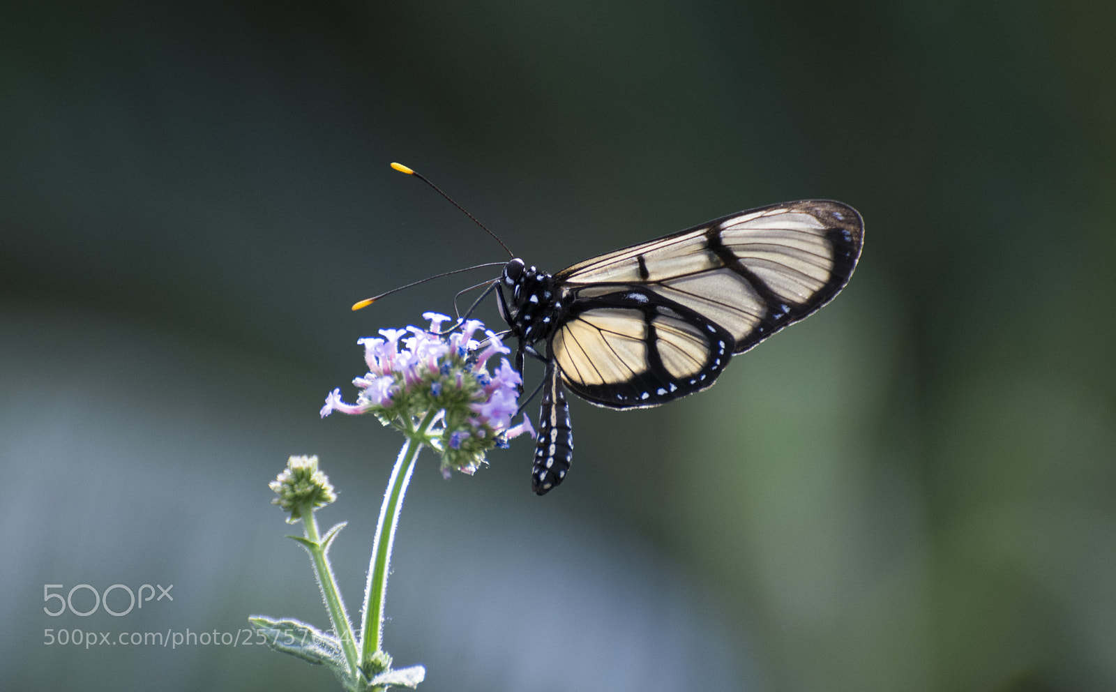 Nikon D7200 sample photo. Butterfly 2018-24 photography