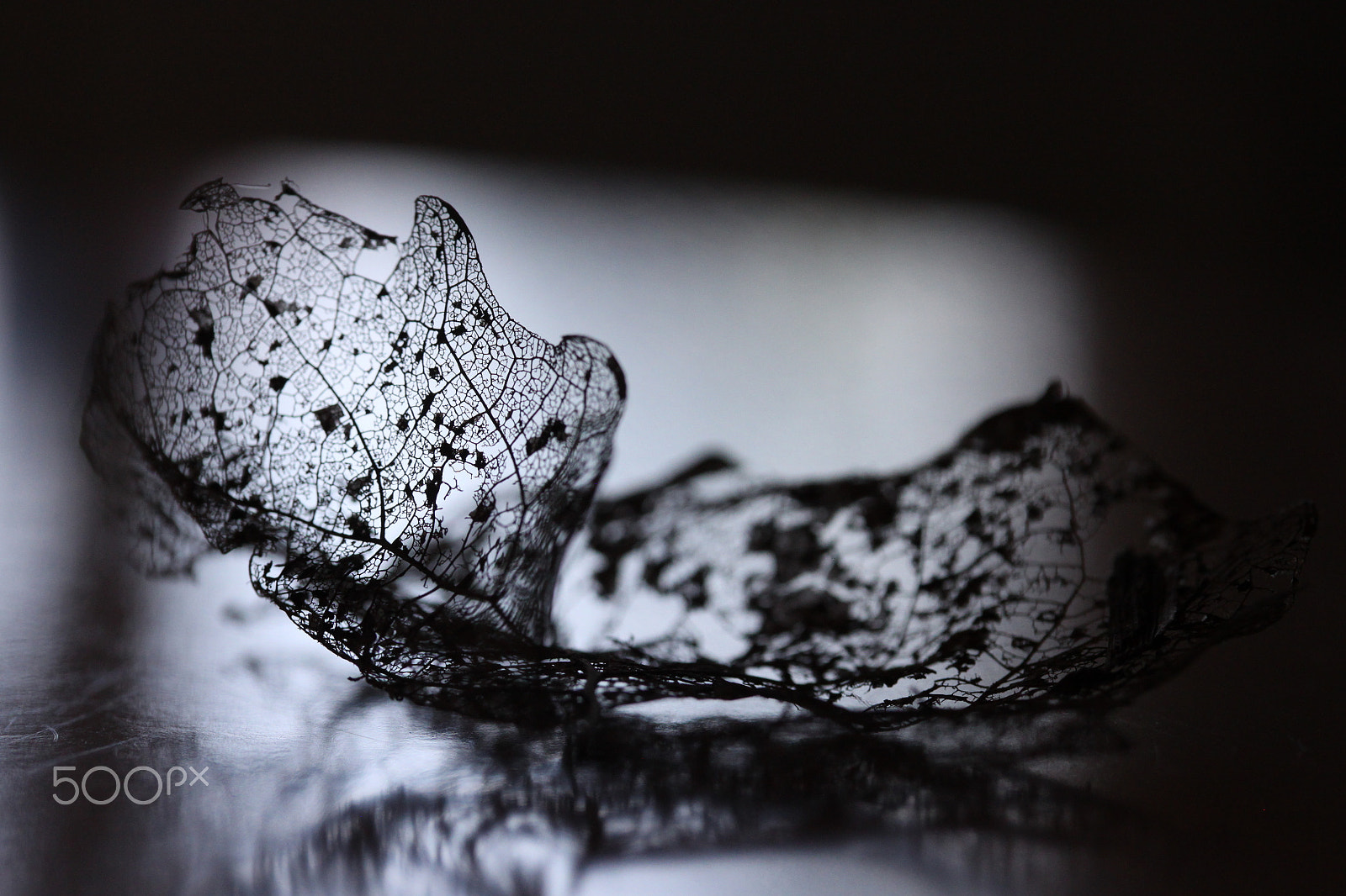 Canon EF-S 60mm F2.8 Macro USM sample photo. Kunst der natur iii photography