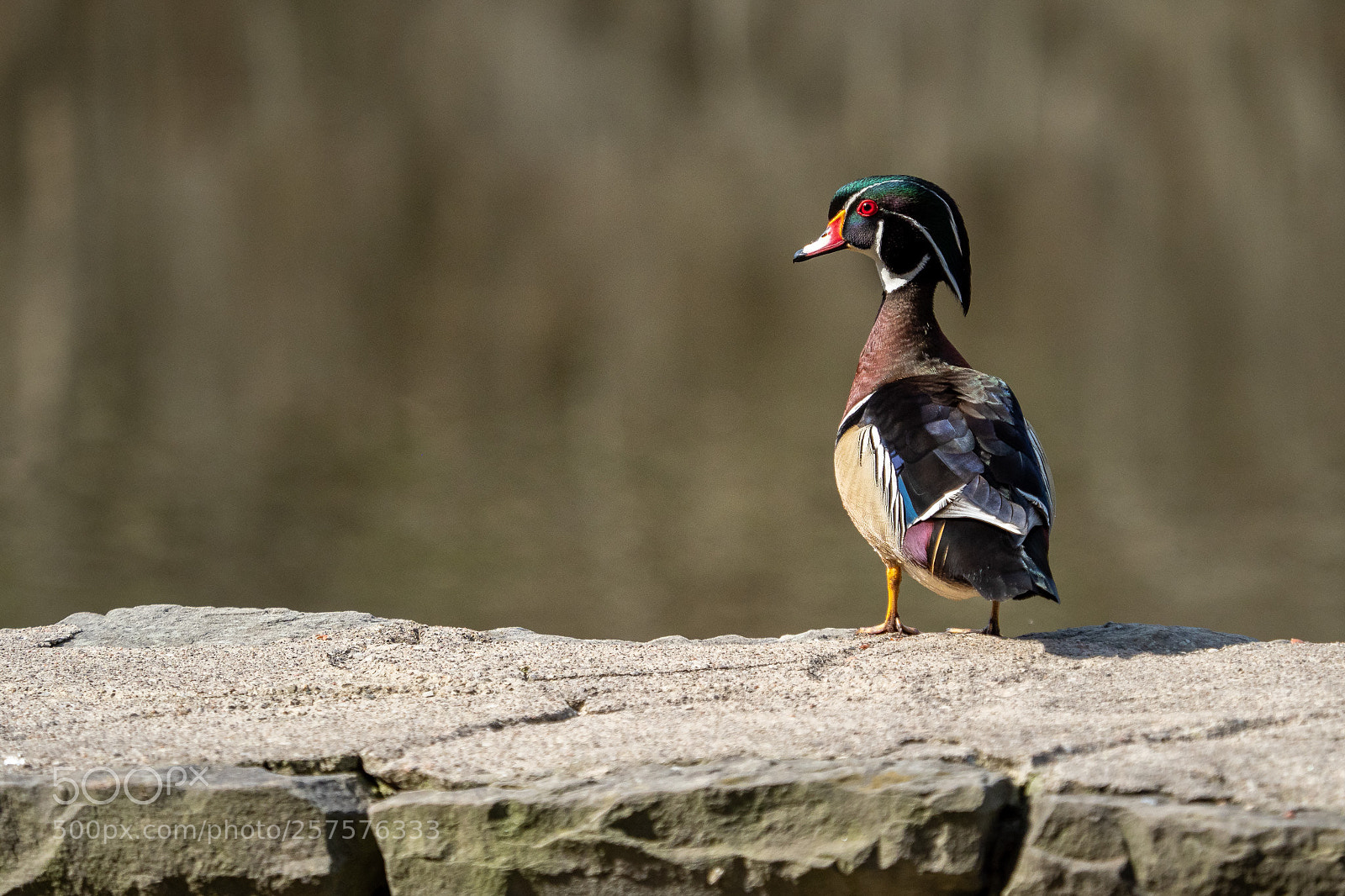 Olympus OM-D E-M1 Mark II sample photo. Intent photography