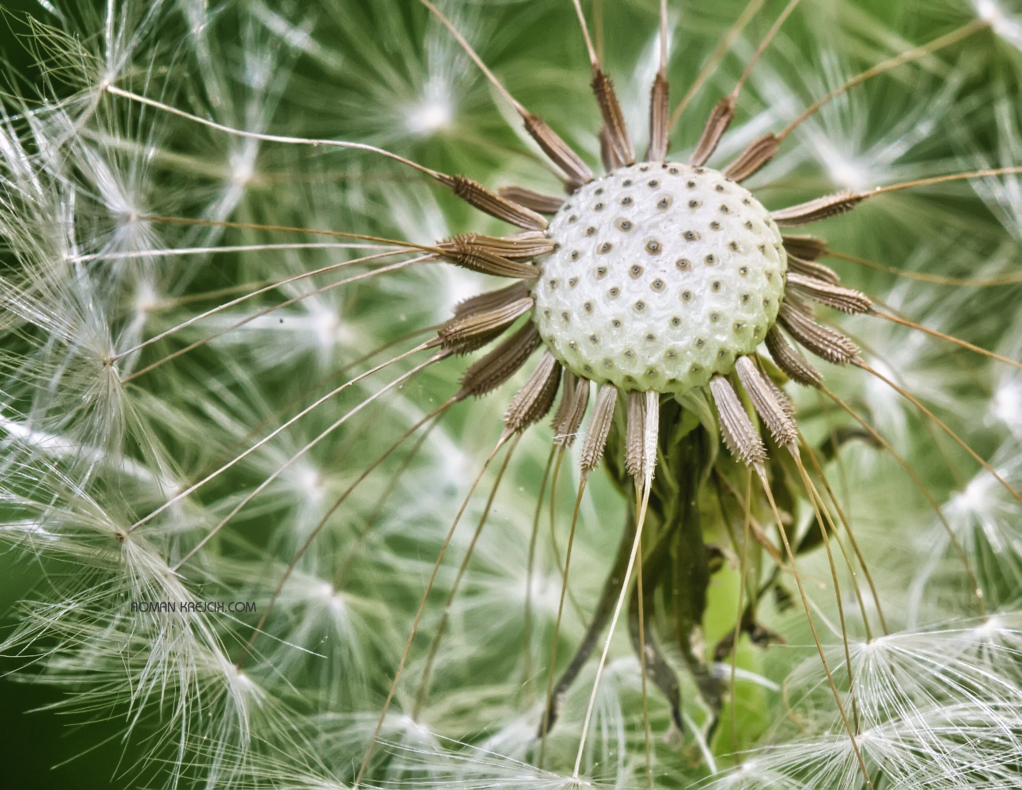 Canon EOS sample photo. Dandelion photography