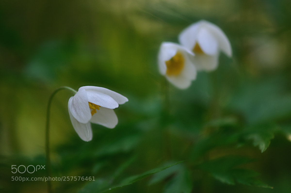 Nikon D90 sample photo. Anemone.. photography