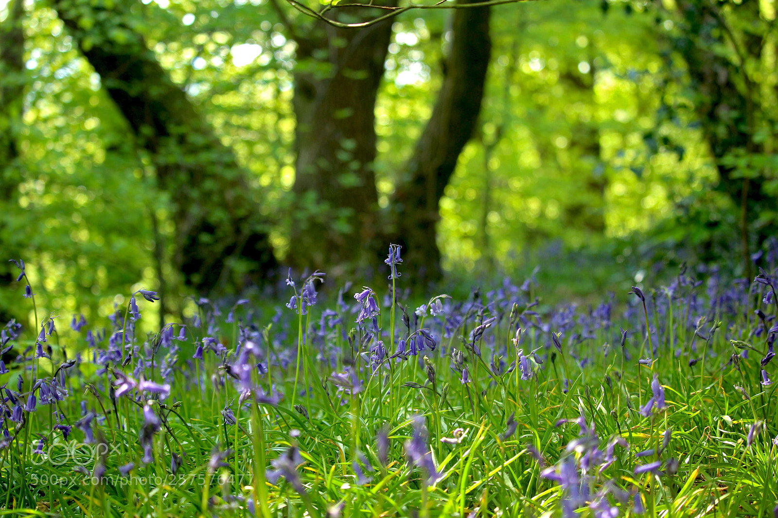 Canon EOS 100D (EOS Rebel SL1 / EOS Kiss X7) sample photo. Trees and bluebells photography