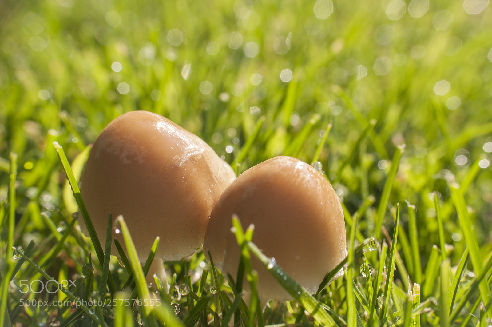 Nikon D90 sample photo. Mushrooms photography