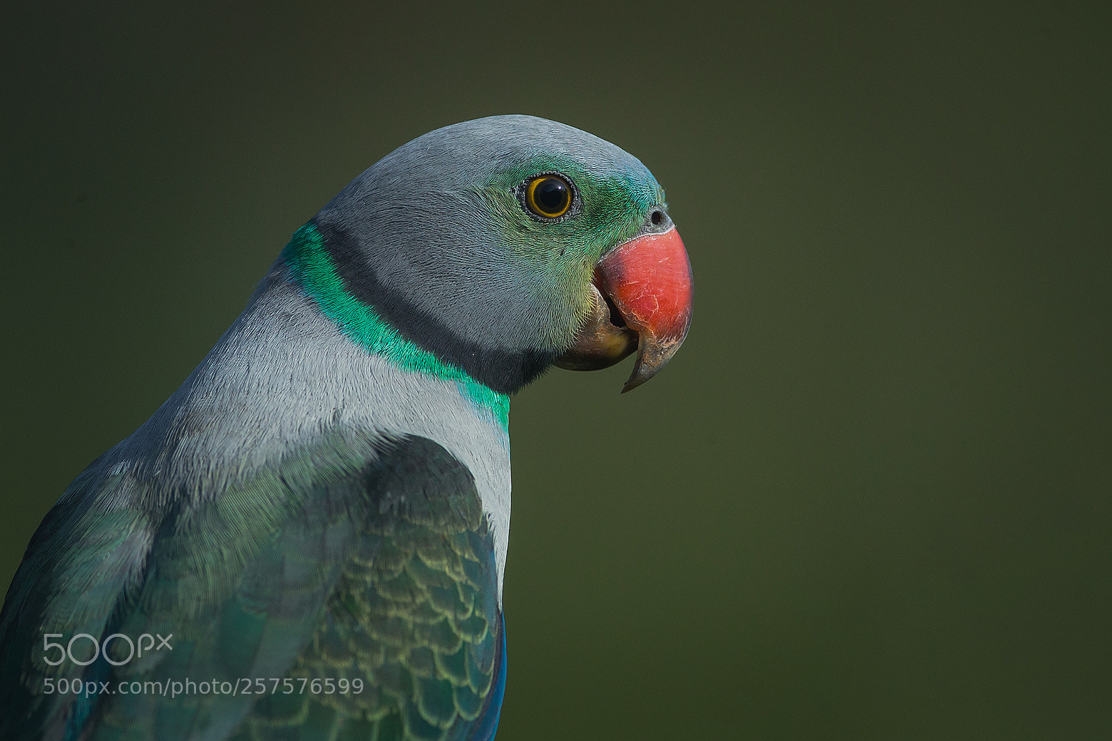 Canon EOS-1D X sample photo. Malabar parakeet male photography