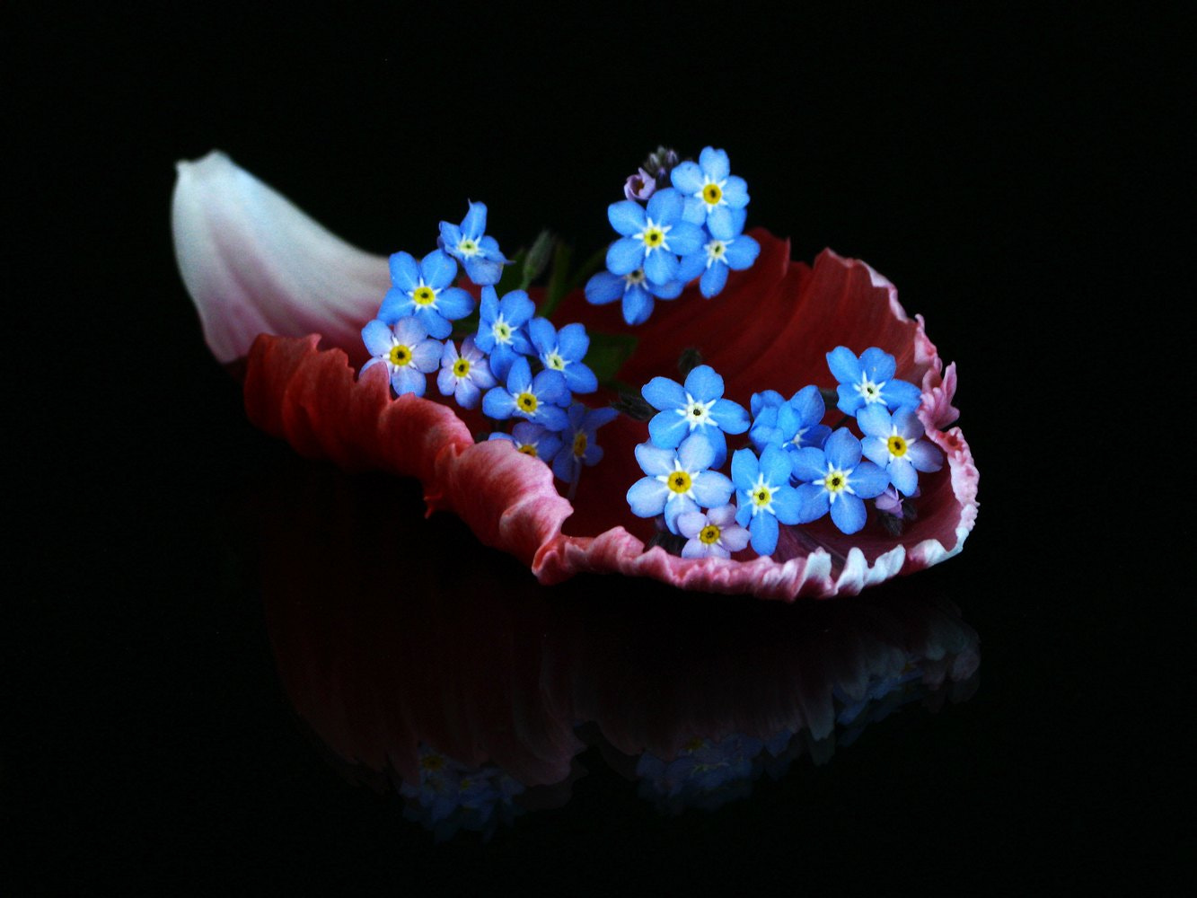 Canon PowerShot A3000 IS sample photo. Blue flowers on the petal photography