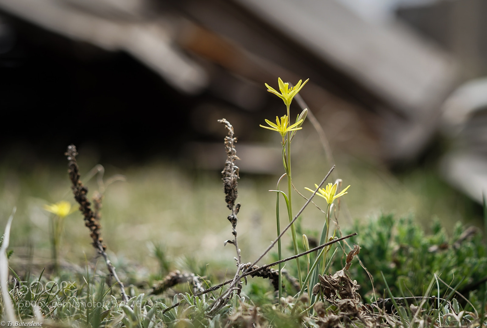 Sony a9 sample photo. Spring’s yellow flower
 photography