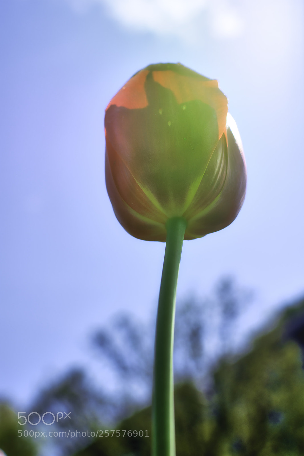 Nikon D7200 sample photo. (flowers) photography