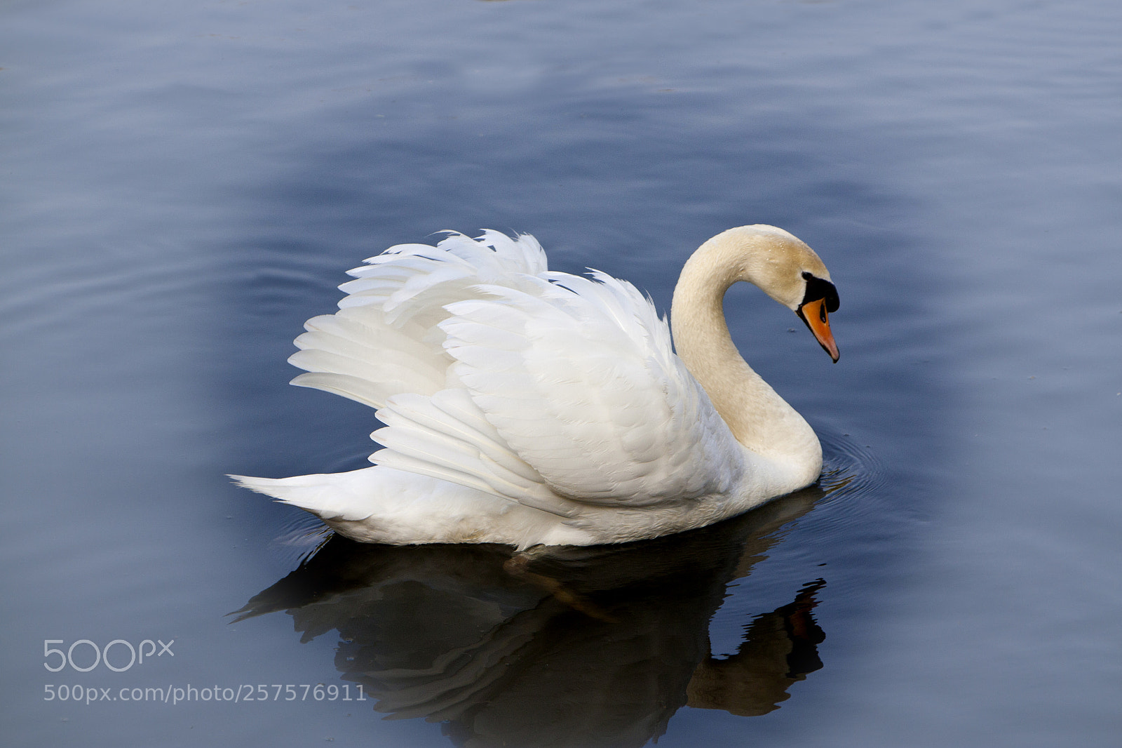 Canon EOS 450D (EOS Rebel XSi / EOS Kiss X2) sample photo. White swan in mist photography