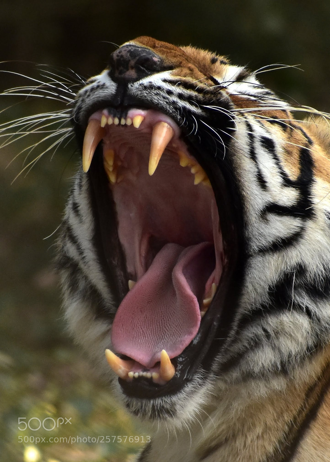 Nikon D7200 sample photo. Tiger photography