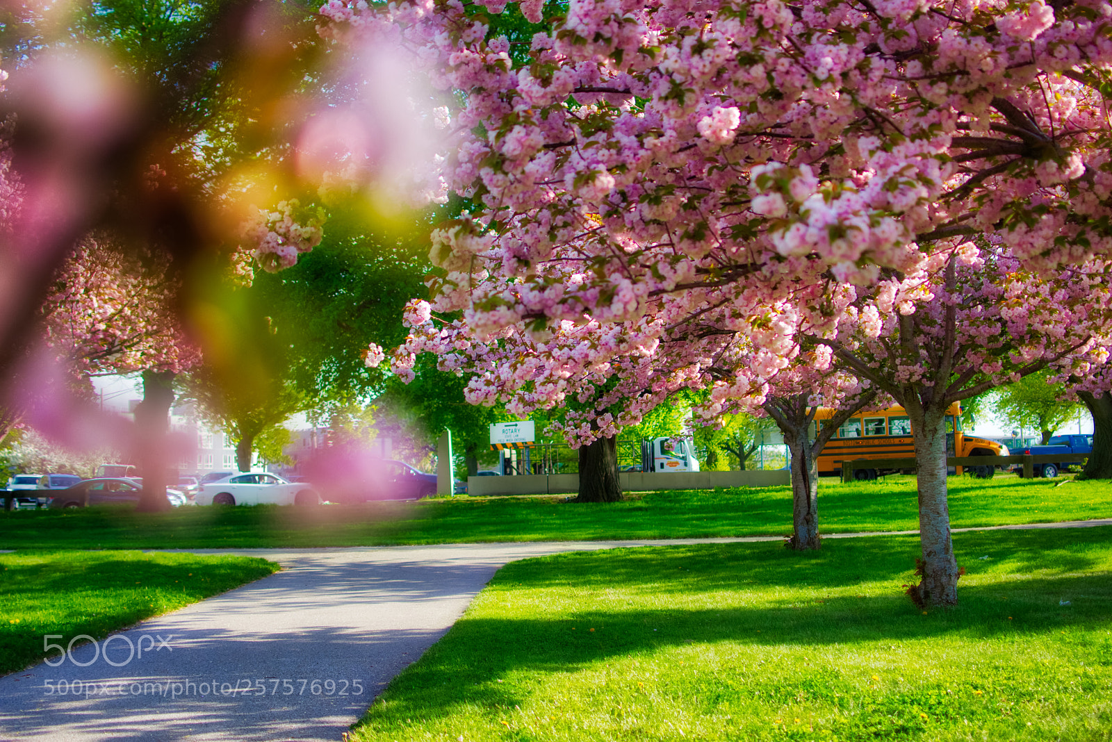 Nikon D7200 sample photo. (sakura) photography
