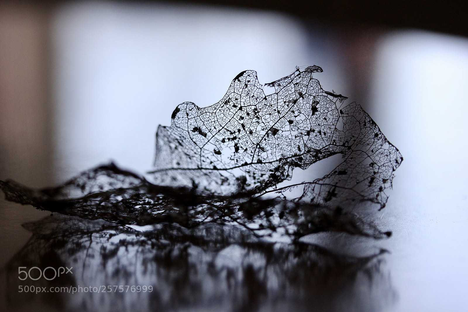 Canon EOS 500D (EOS Rebel T1i / EOS Kiss X3) sample photo. Kunst der natur v photography