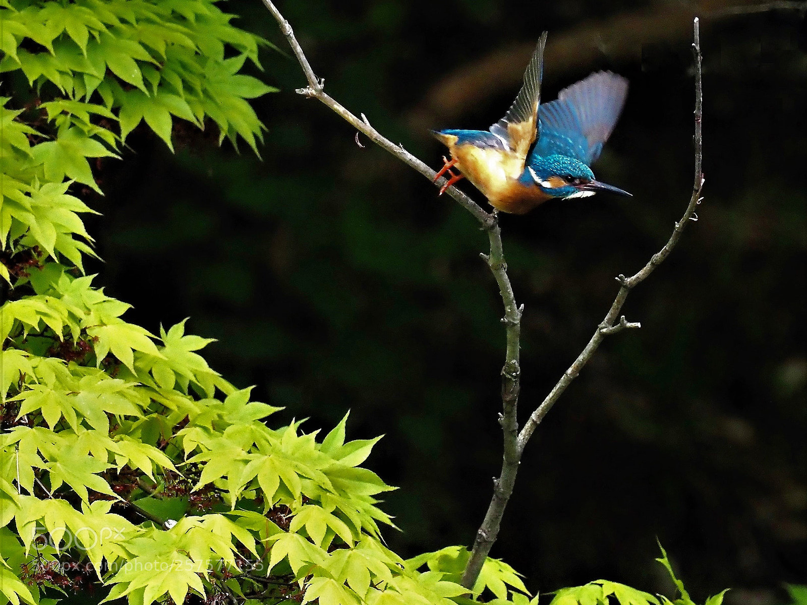 Olympus OM-D E-M1 Mark II sample photo. Kingfisher photography
