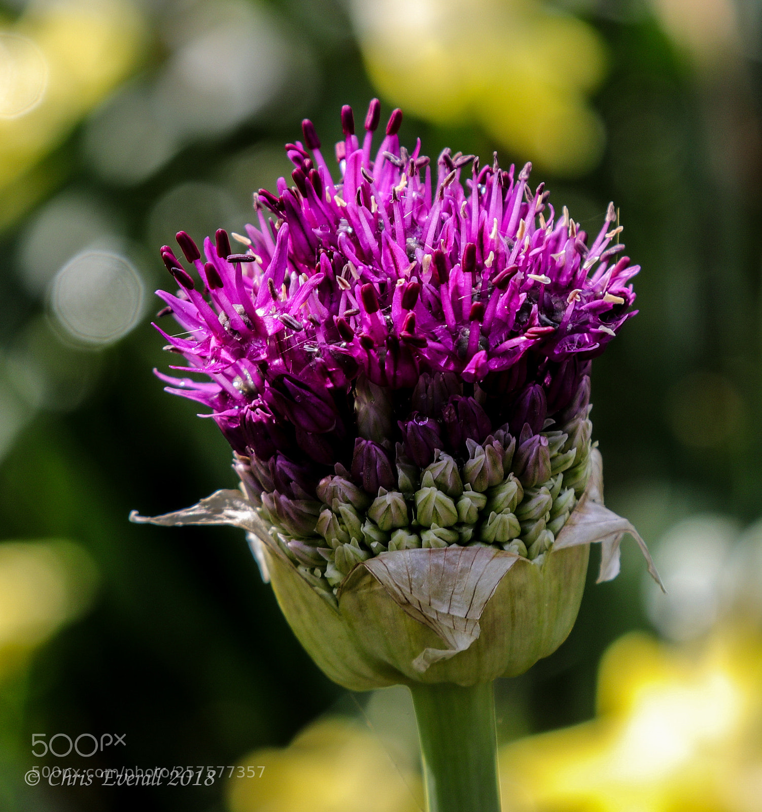 Canon EOS 77D (EOS 9000D / EOS 770D) sample photo. Marsh thistle. photography