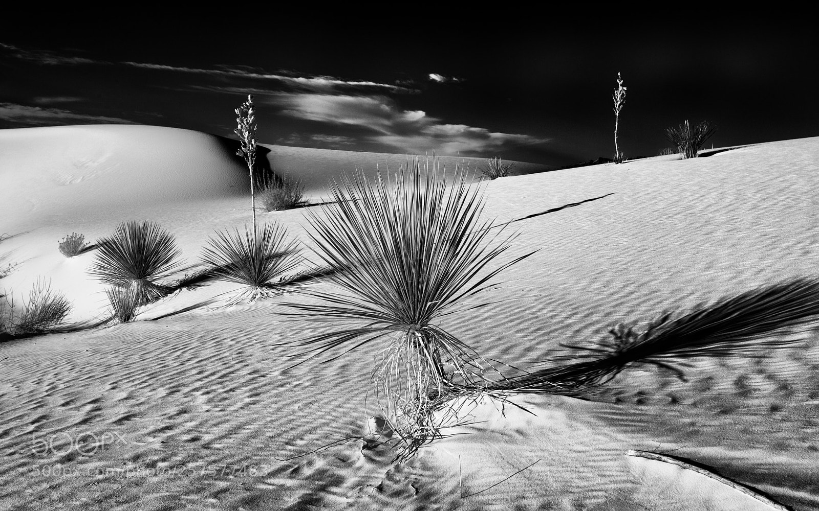 Canon EOS 5D Mark II sample photo. Yuccas on the dunes photography