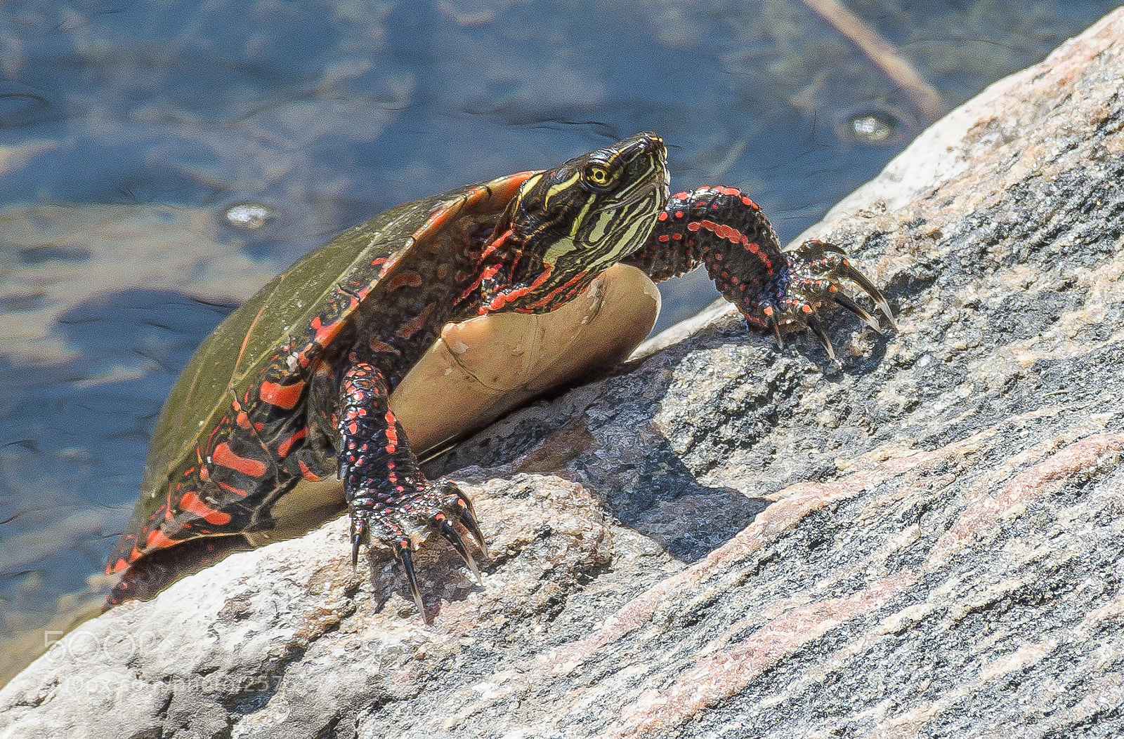 Nikon D7200 sample photo. Painted turtle, taylor creek photography
