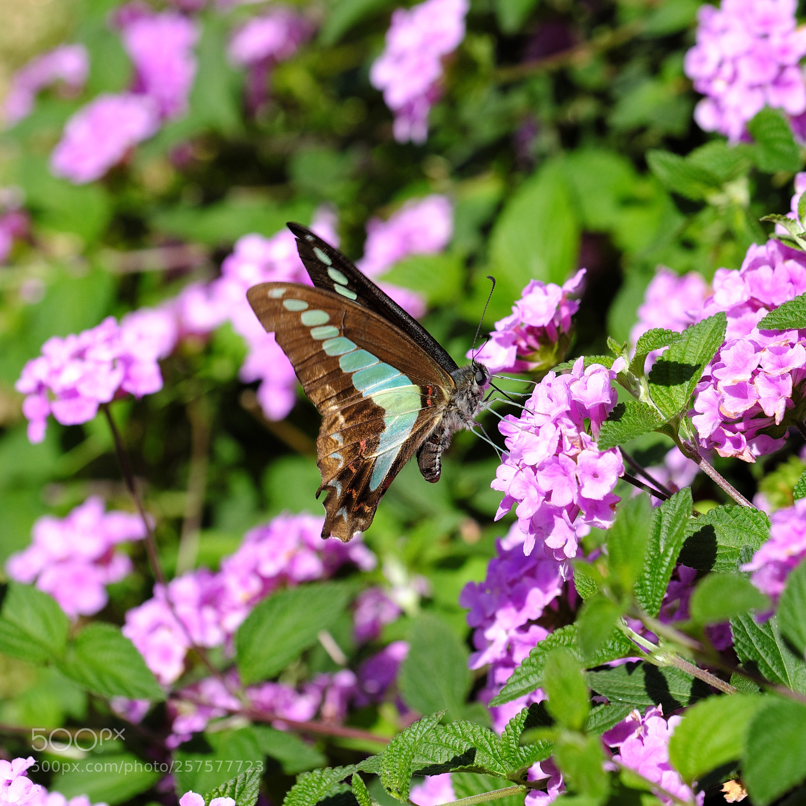 Fujifilm X-T2 sample photo. Busy butterfly photography