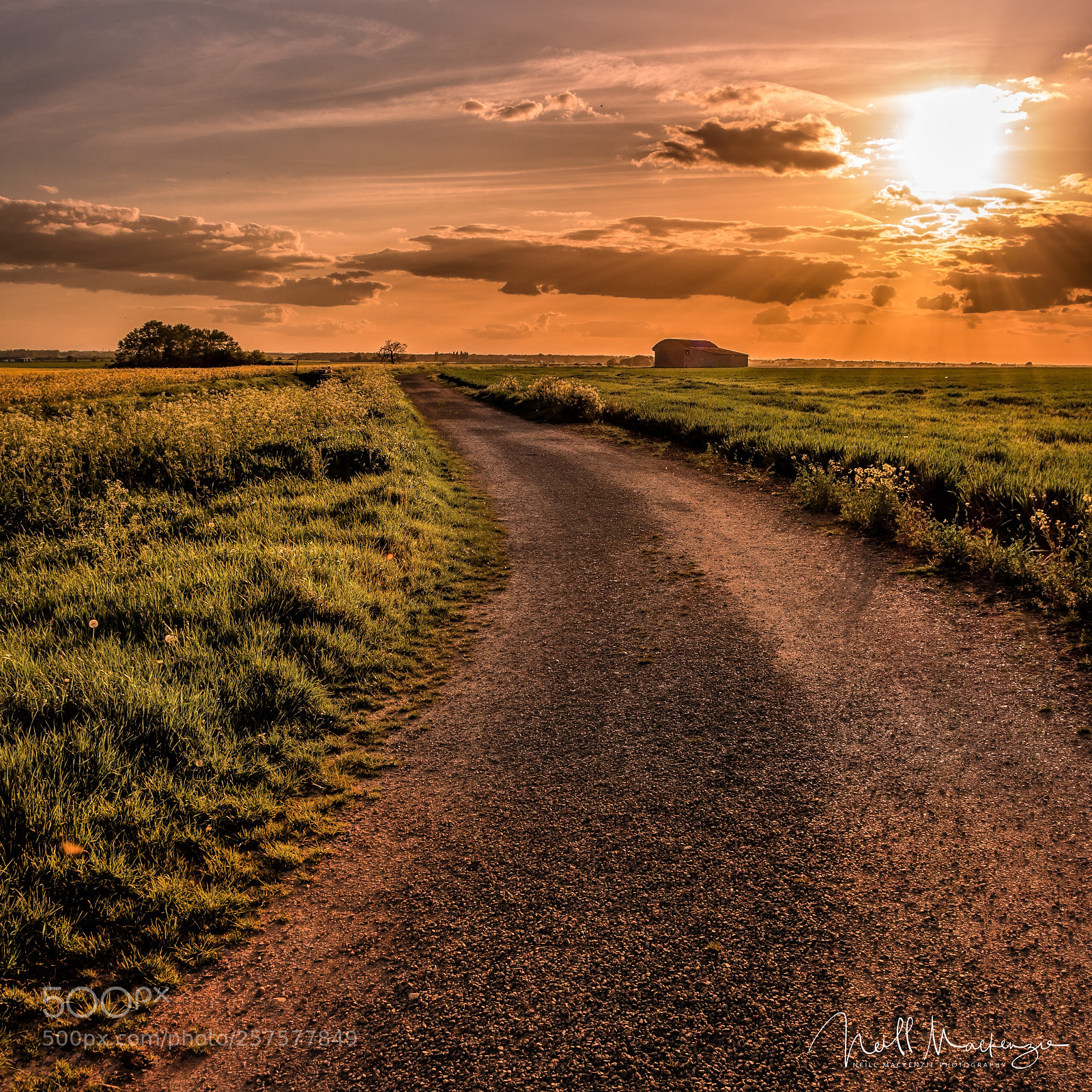 Nikon D7200 sample photo. Long walk sig photography