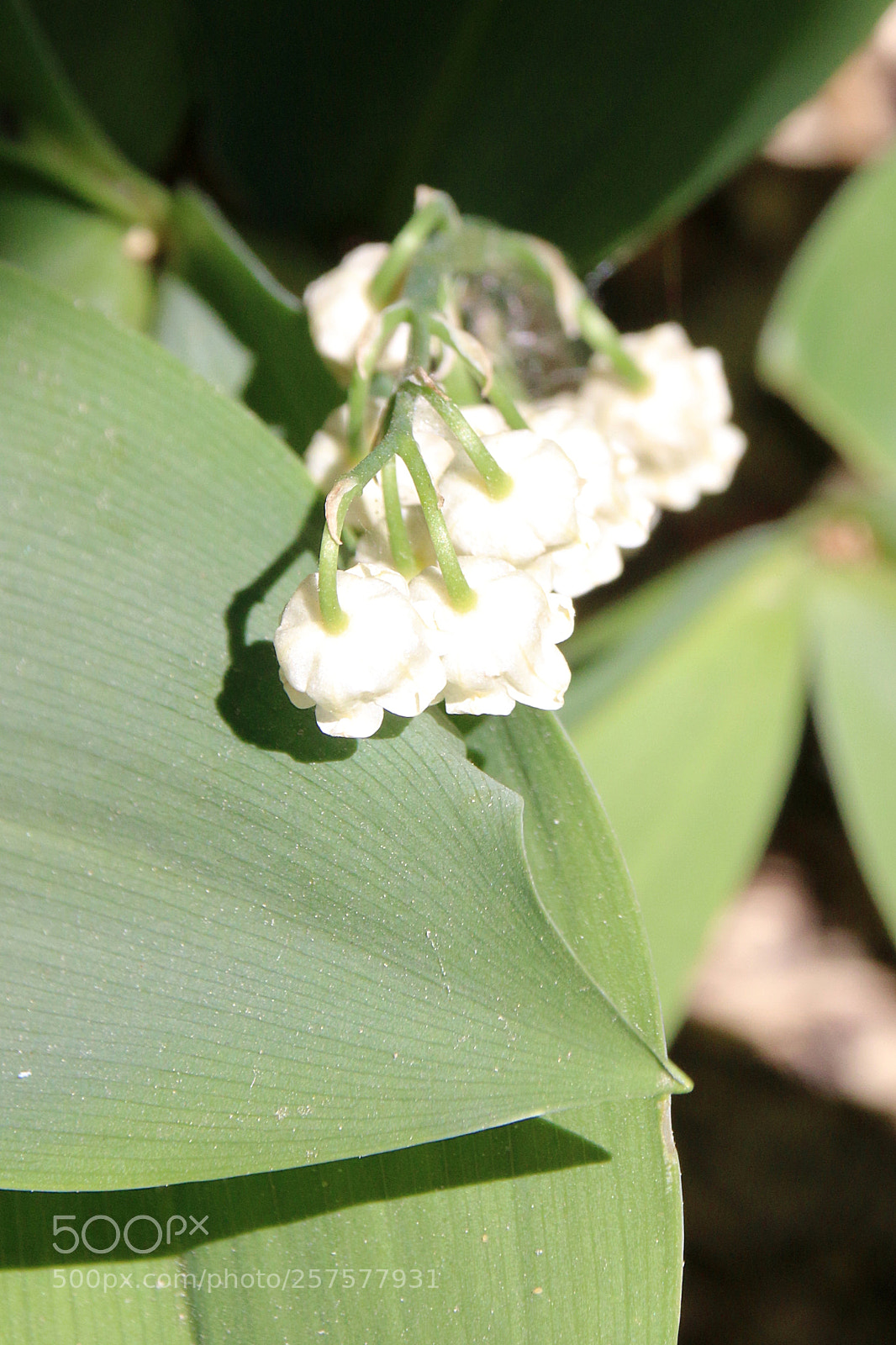 Canon EF 75-300mm F4.0-5.6 IS USM sample photo. Convallaria majalis photography