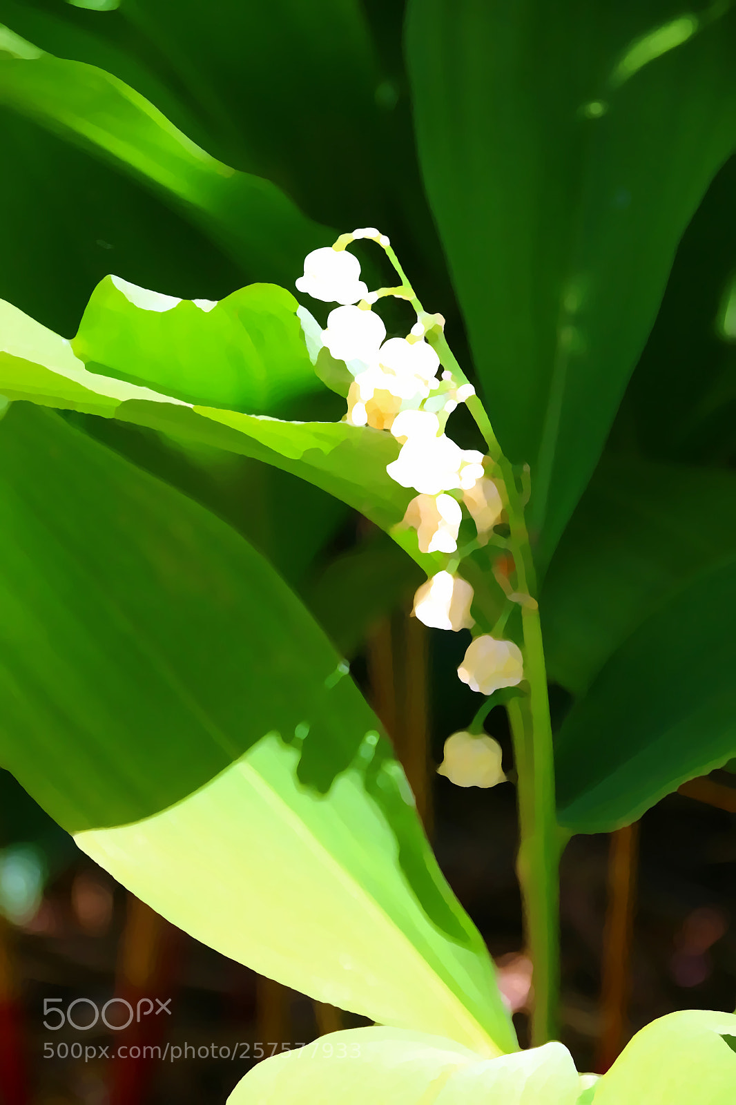 Canon EF 75-300mm F4.0-5.6 IS USM sample photo. Convallaria majalis photography