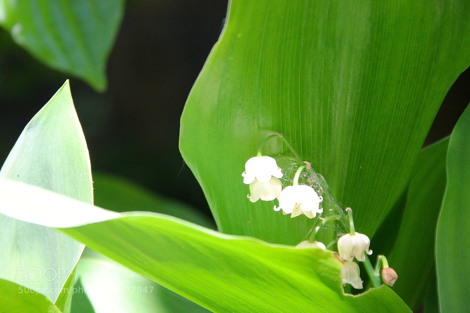Canon EF 75-300mm F4.0-5.6 IS USM sample photo. Convallaria majalis photography