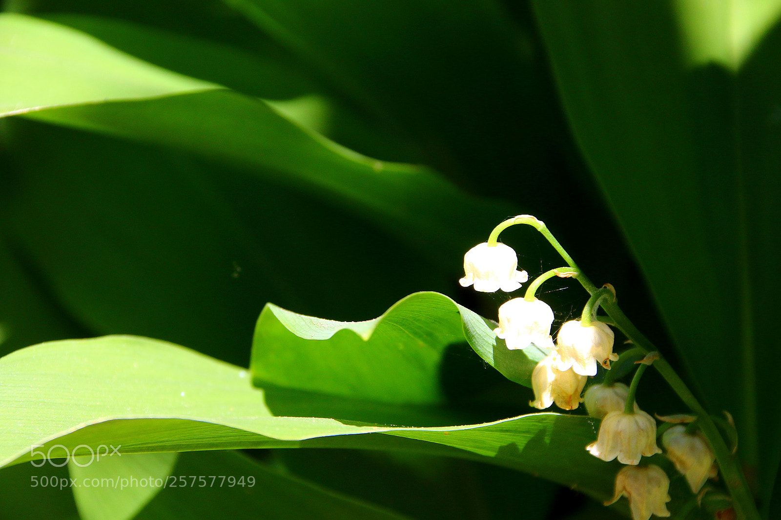 Canon EF 75-300mm F4.0-5.6 IS USM sample photo. Convallaria majalis photography