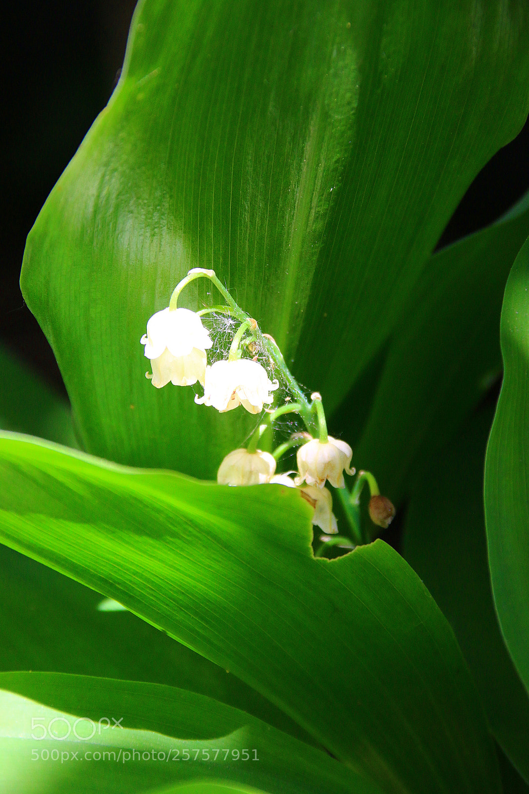 Canon EF 75-300mm F4.0-5.6 IS USM sample photo. Convallaria majalis photography