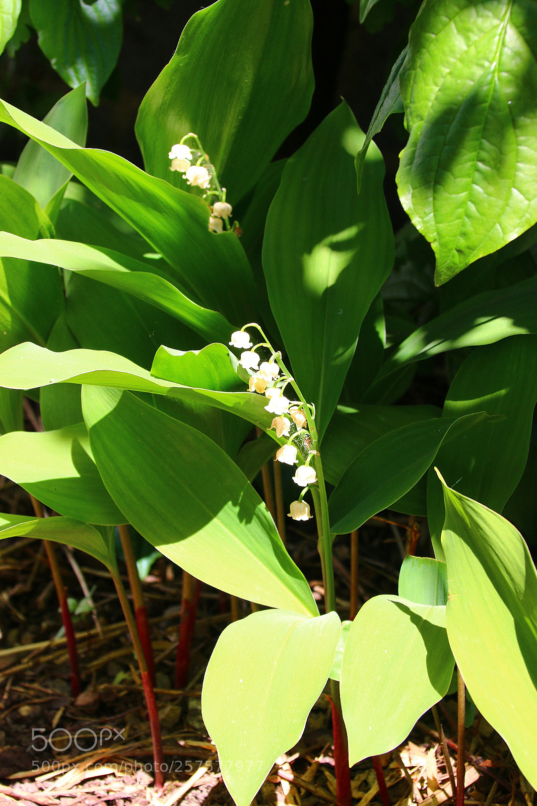 Canon EF 75-300mm F4.0-5.6 IS USM sample photo. Convallaria majalis photography