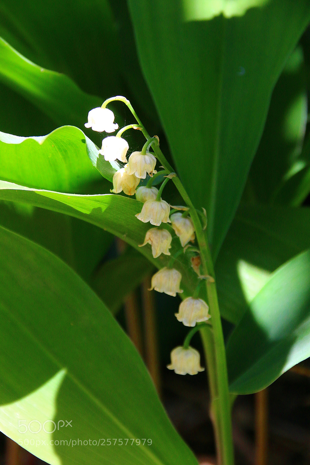 Canon EF 75-300mm F4.0-5.6 IS USM sample photo. Convallaria majalis photography