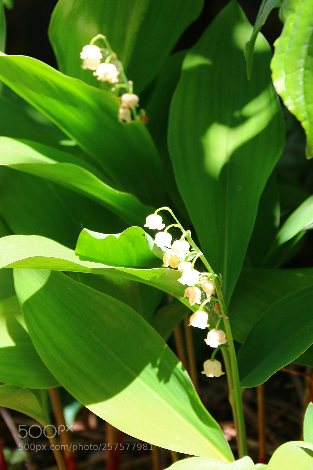 Canon EF 75-300mm F4.0-5.6 IS USM sample photo. Convallaria majalis photography