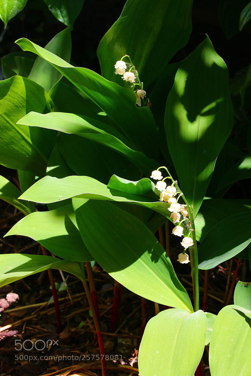 Canon EF 75-300mm F4.0-5.6 IS USM sample photo. Convallaria majalis photography