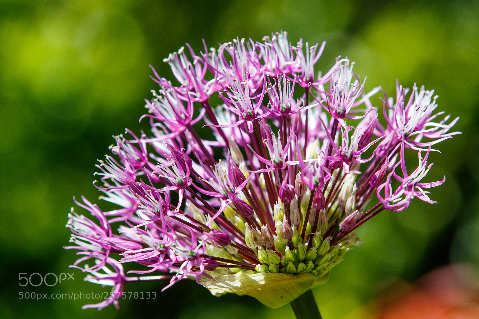 Canon EOS 7D Mark II sample photo. Allium bloom photography