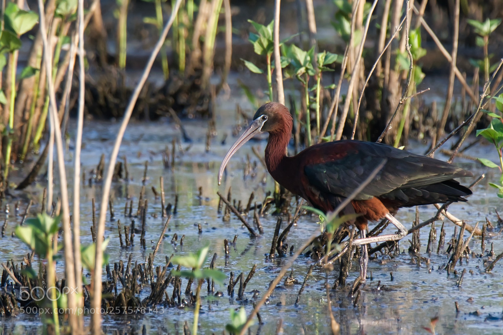 Nikon D500 sample photo. Ibis looking for breakfast photography