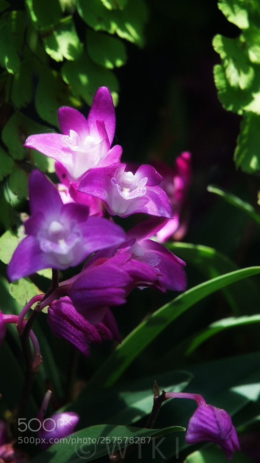 Sony a5100 sample photo. Orchid photography