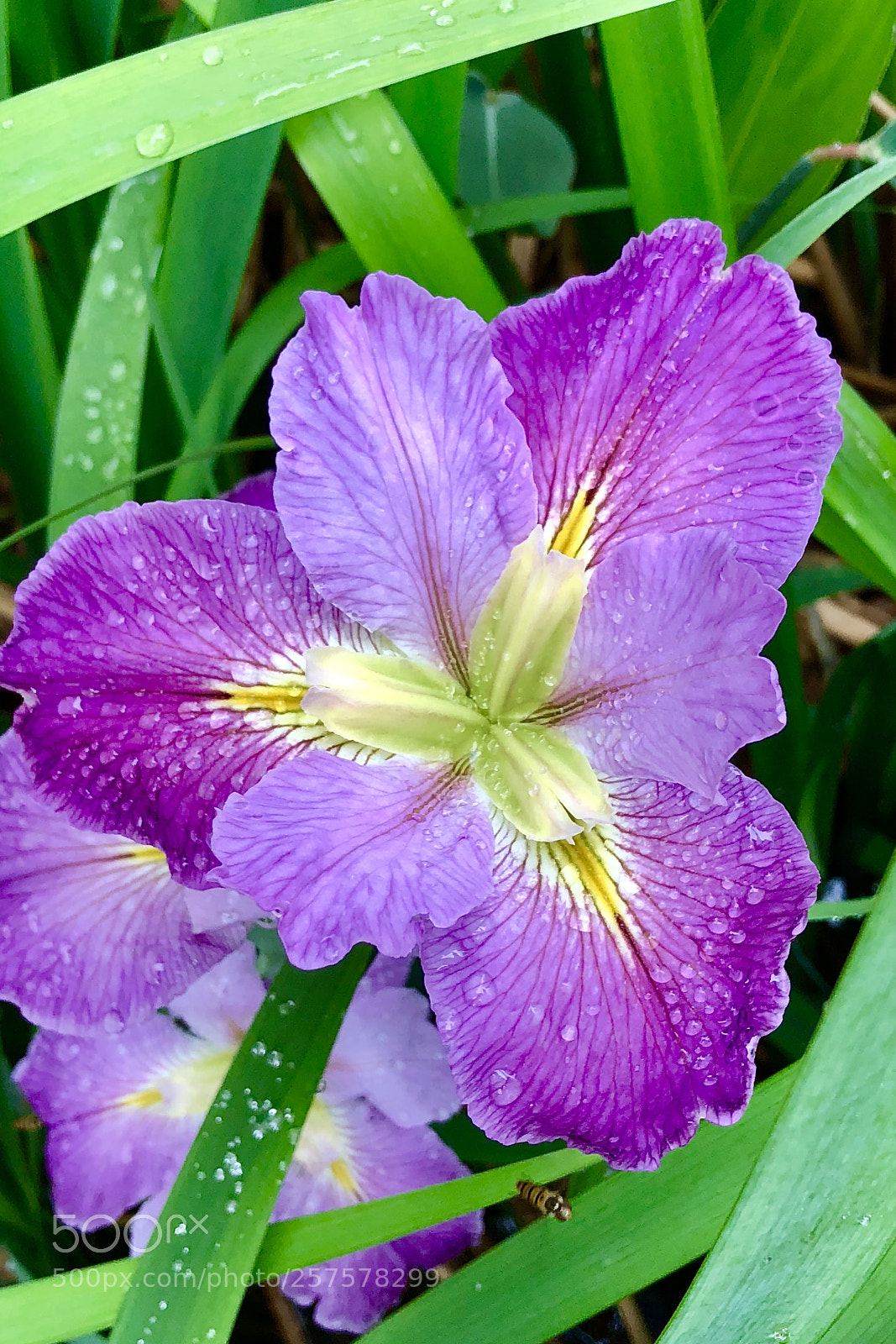 Apple iPhone X sample photo. Orris-root 1 photography