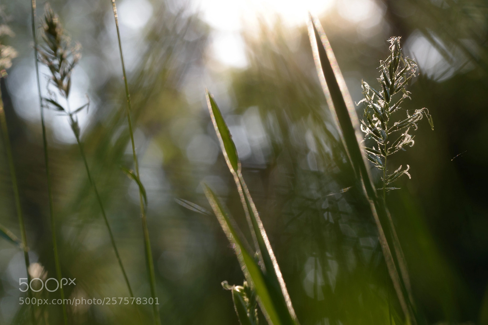 Nikon D5500 sample photo. Here comes the sun.. photography