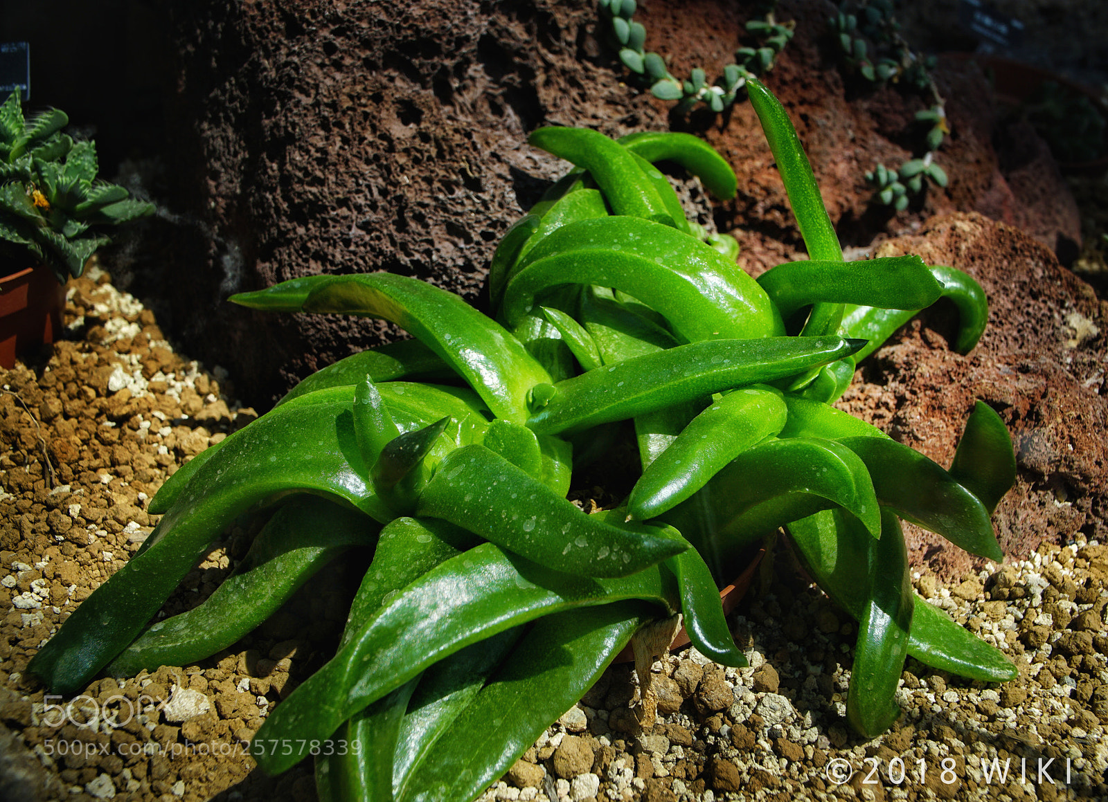 Sony a5100 sample photo. 多肉植物 photography