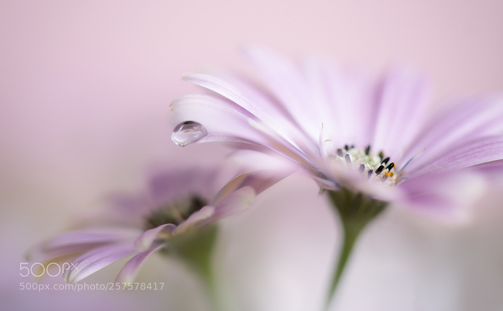 Canon EOS 6D sample photo. Flower photography