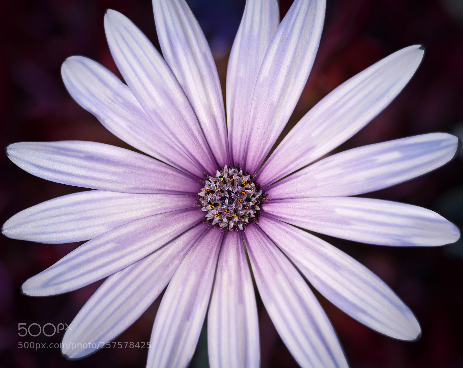 Nikon D700 sample photo. Osteospermum photography