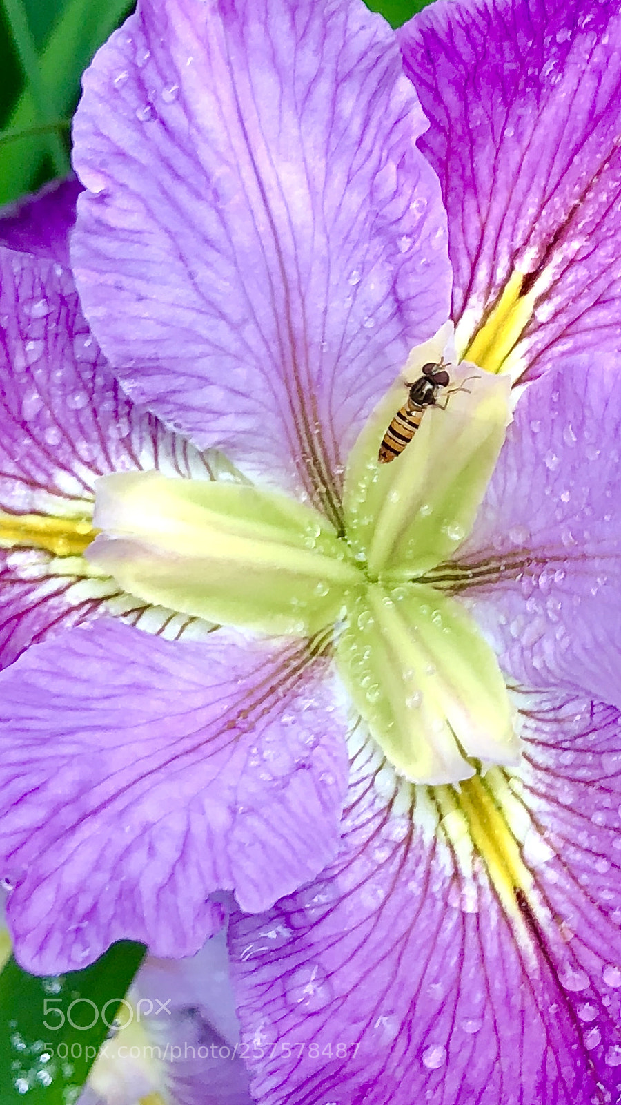 Apple iPhone X sample photo. Orris-root 2 photography