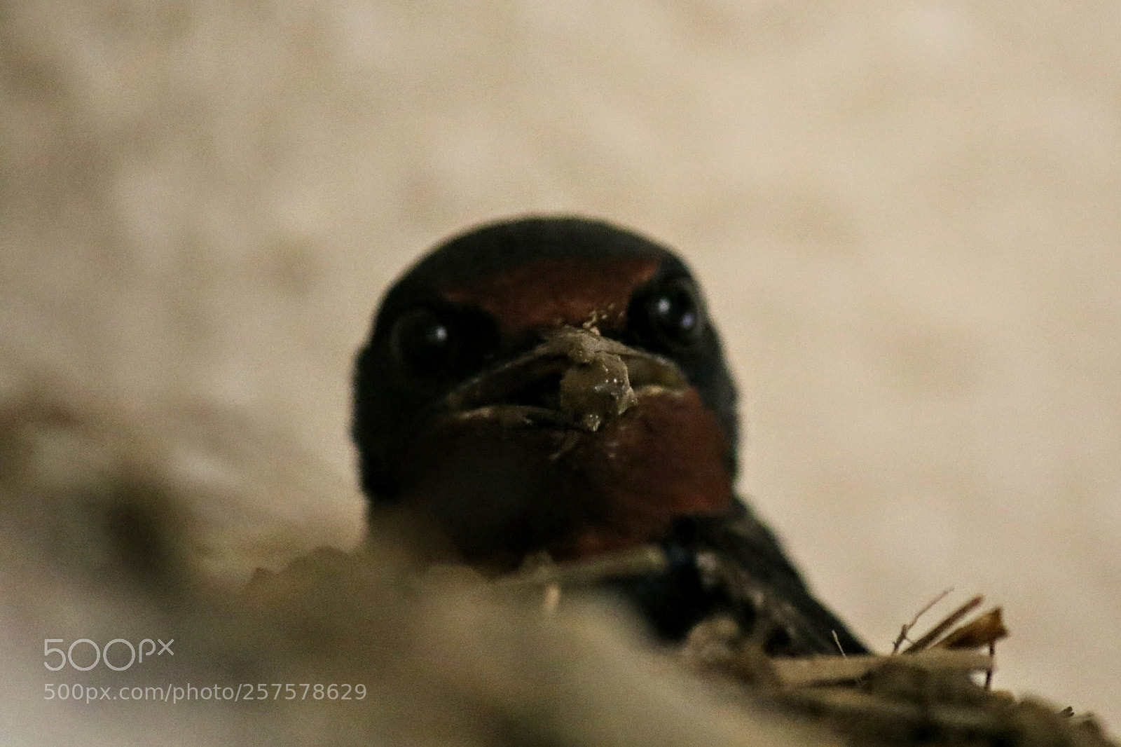 Canon EOS 7D Mark II sample photo. Cute carpenter photography