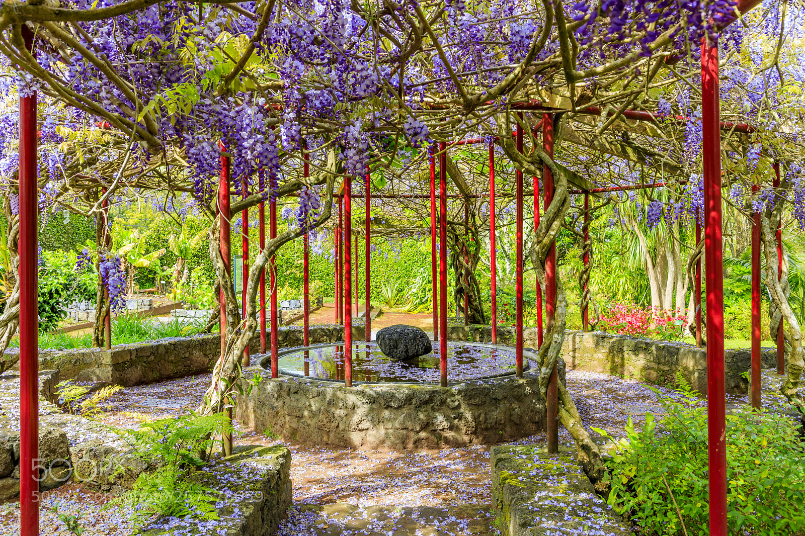 Canon EOS 5D Mark IV sample photo. A ores-faial-horta-botanical garden of photography